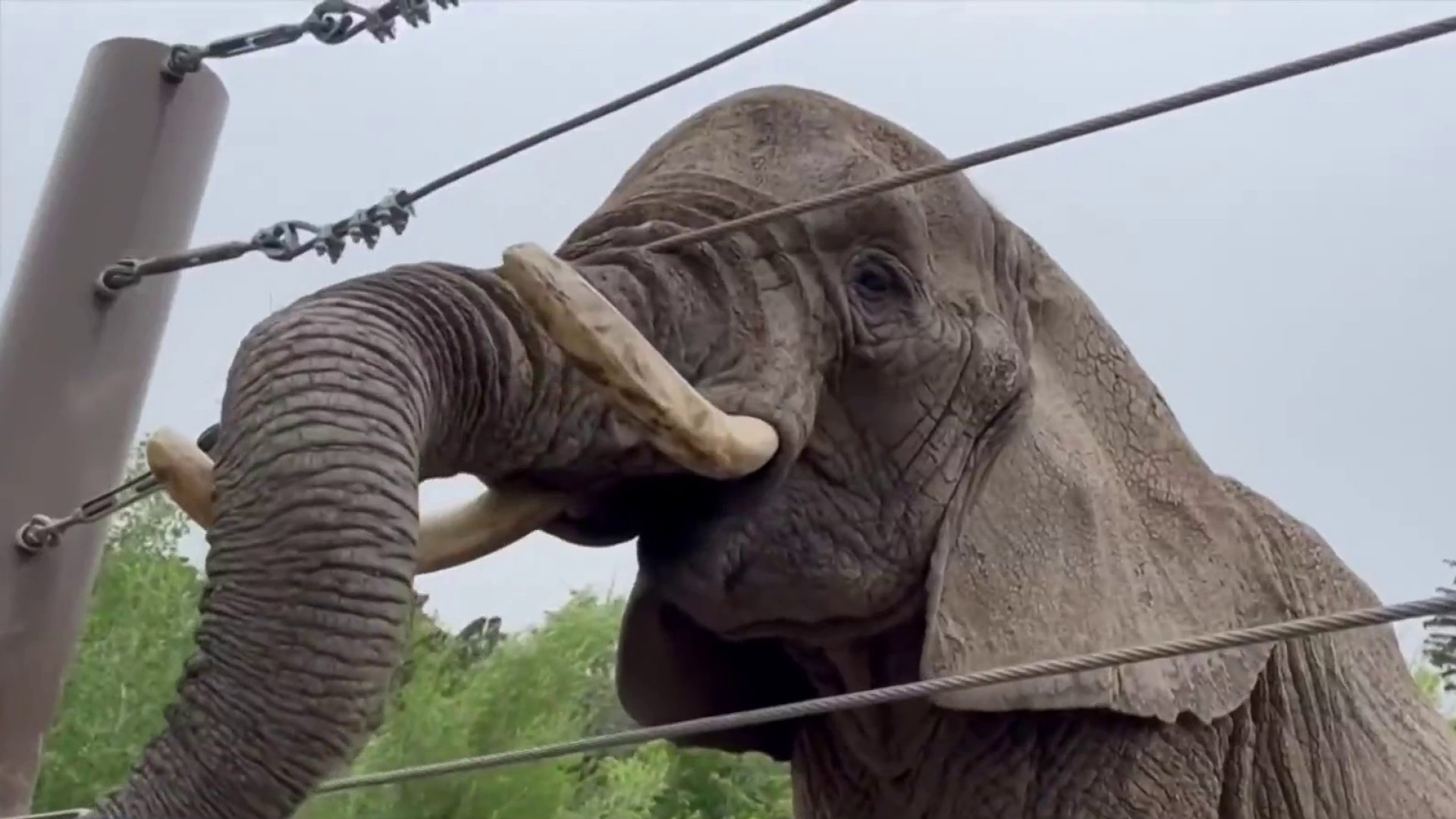 Colorado Court Rules Zoo Elephants Have No Legal Rights to Freedom