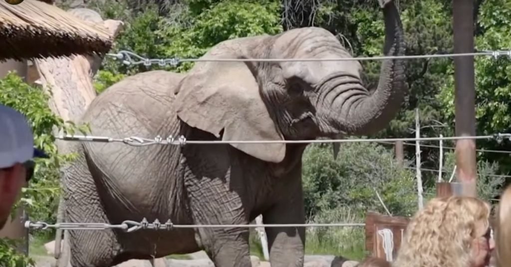 Colorado Court Rules Zoo Elephants Have No Legal Rights to Freedom