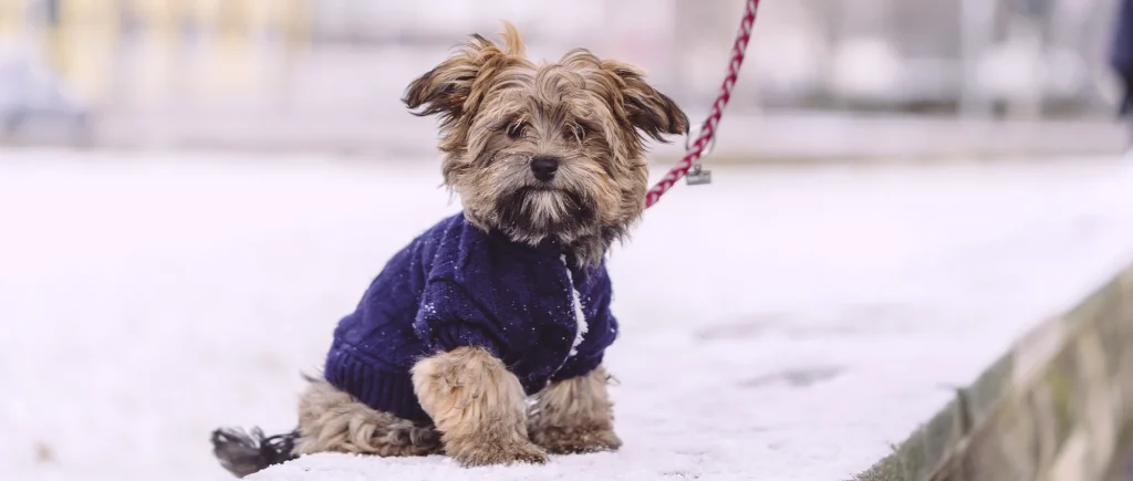 Protect Your Pets- Arapahoe County Offers Winter Safety Tips for Dogs1