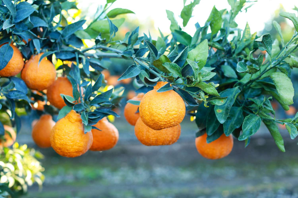 Sumo Mandarins: The Juicy Fruit That’s Taking Over Grocery Aisles This Winter!