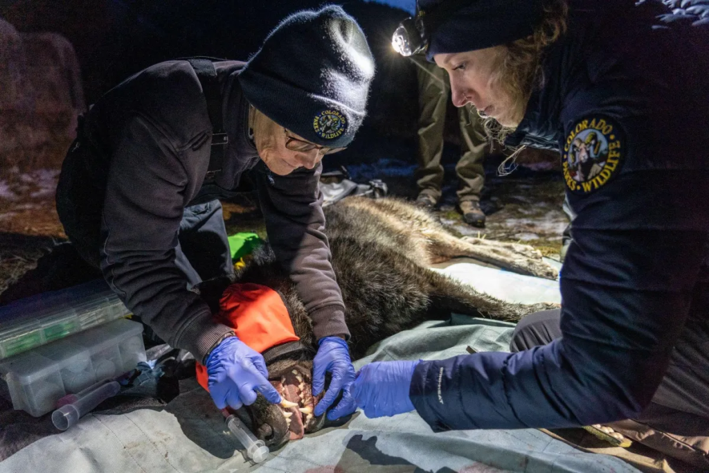 Breaking News Facebook Group Shares: Wolves from Canada Reach Colorado