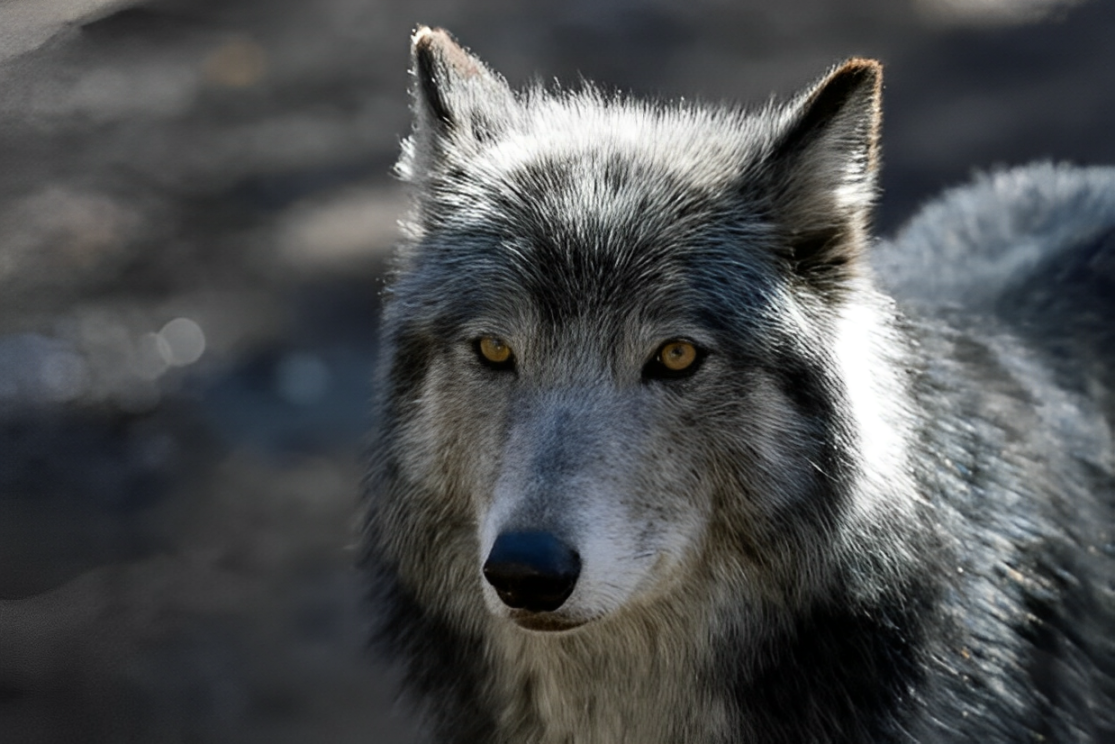 Breaking News Facebook Group Shares: Wolves from Canada Reach Colorado