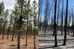 Oregon’s Federal Forest Restoration Program Proves Critical in Wildfire Recovery