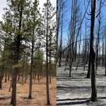 Oregon’s Federal Forest Restoration Program Proves Critical in Wildfire Recovery