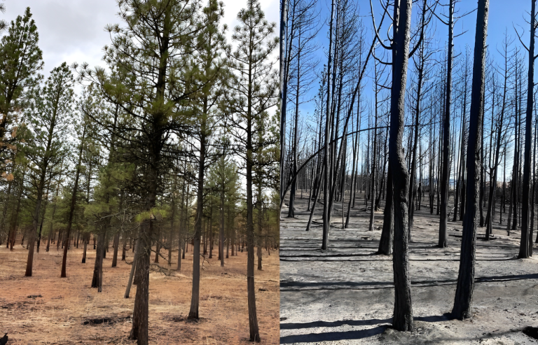 Oregon’s Federal Forest Restoration Program Proves Critical in Wildfire Recovery