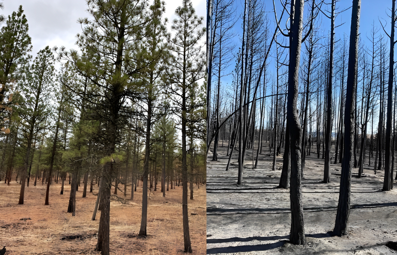 Oregon’s Federal Forest Restoration Program Proves Critical in Wildfire Recovery