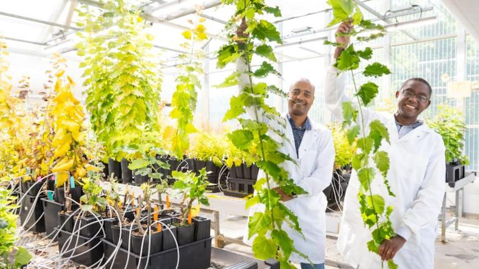 Scientists Make Major Discovery in Poplar Trees: A Gene That Can Improve Crop Yield and Boost Biofuels