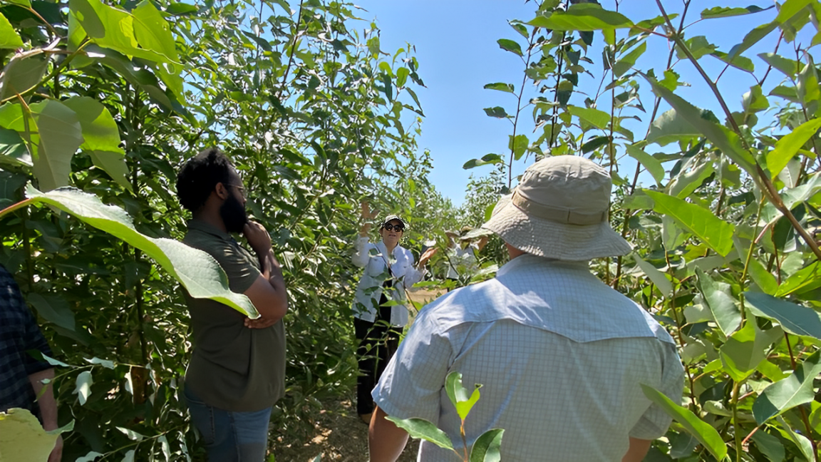 Scientists Make Major Discovery in Poplar Trees: A Gene That Can Improve Crop Yield and Boost Biofuels!