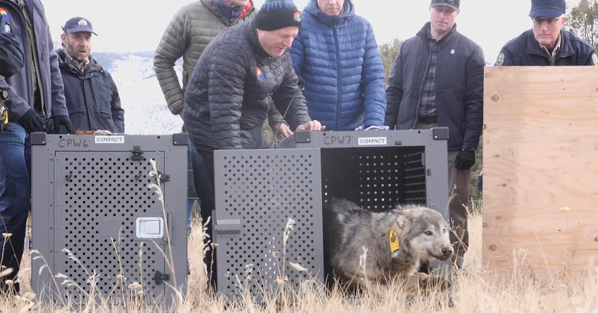 Breaking News Facebook Group Shares: Wolves from Canada Reach Colorado!